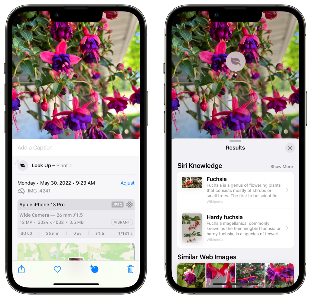 苍南苹果手机维修分享小技巧：使用 iPhone 相机识别花卉植物 